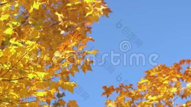 近处：枫树的树枝在晴朗的蓝天背景下吹拂，枫叶从橙色变成明亮